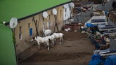 Kuda-kuda diistirahatkan sebelum kembali melayakani turis yang ingin berkunjung ke pulau Princes. (Photo by Yasin AKGUL / AFP)