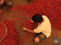 Harga Cabe Diprediksi Bakal Terus Turun, Tapi...