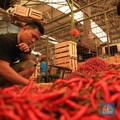 Harga Cabai-Cabaian Tak Biasanya Naik Tipis, Ada Apa?