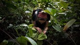 Sekitar 20 orang mendirikan kemah di ujung selatan Republik Afrika Tengah, di tepi sungai Lobaye demi ekspedisi ini. (Photo by FLORENT VERGNES / AFP)