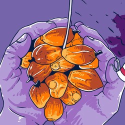 Bos Sawit Awas Merugi! India Bakal Produksi CPO Besar-Besaran