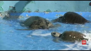 VIDEO: Ratusan Penyu Mati di Pantai Meksiko