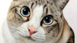 Viral Kucing Liar di GBK Dimasukkan ke Plastik, Pengelola Buka Suara