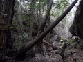VIDEO: Penyelamatan Pohon Purba dari Kebakaran Australia