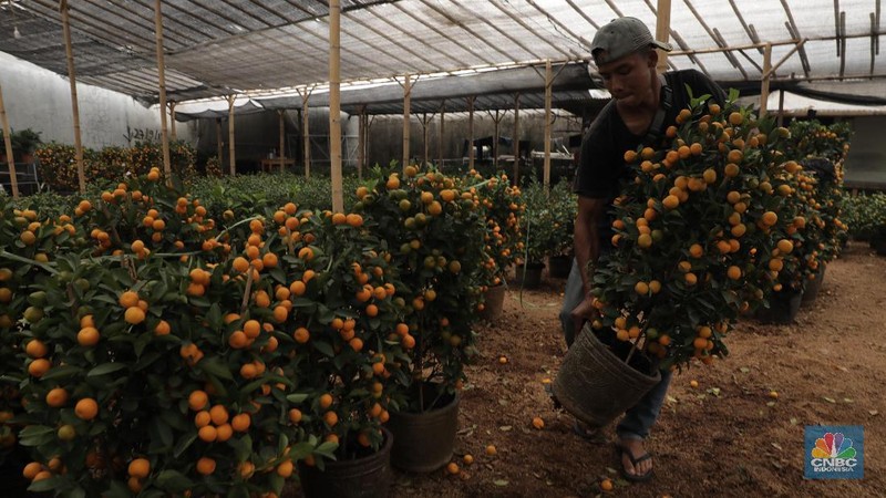 Menjelang Tahun Baru Imlek, jeruk mandarin memang paling laris manis dipasaran.