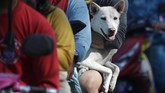 Alih-alih mengungsi, sejumlah warga memilih bertahan untuk merawat hewan peliharaan mereka. (AP Photo/Aaron Favila)