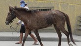 Pemerintah memperluas jarak aman warga yang semula berada di radius 14 kilometer dari gunung Taal untuk menjadi 17 kilometer. (AP Photo/Aaron Favila)