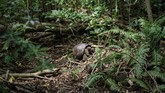 Aldabra, kura-kura raksasa di Cousin Island, kawasan konservasi yang dikelola oleh Nature Seychelles. (AFP/Yasuyoshi Chiba)