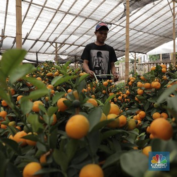Geliat Penjualan Jeruk Impor Kim Kit yang Cuan Jelang Imlek