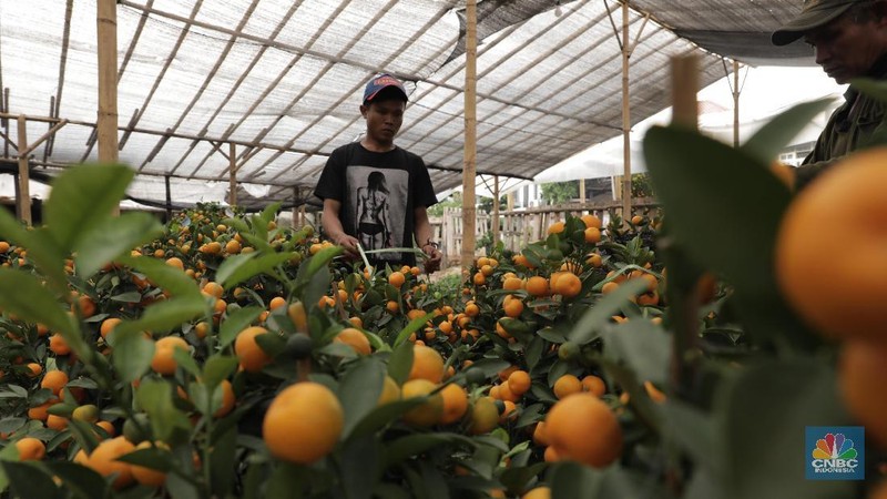 Menjelang Tahun Baru Imlek, jeruk mandarin memang paling laris manis dipasaran.