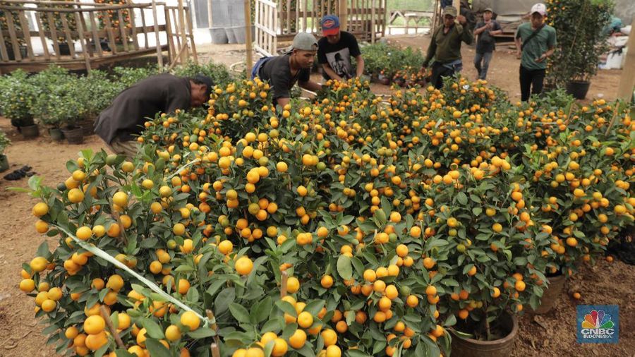Menjelang Tahun Baru Imlek, jeruk mandarin memang paling laris manis dipasaran.