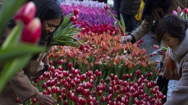 Taman Keukenhof Gelar Live Streaming Mekar  Bunga  Tulip 