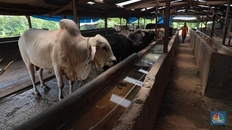 Simak proses pengolahan biogas di peternakan sapi milik Pondok Pesantren Assyafaat, Depok, Jawa Barat.