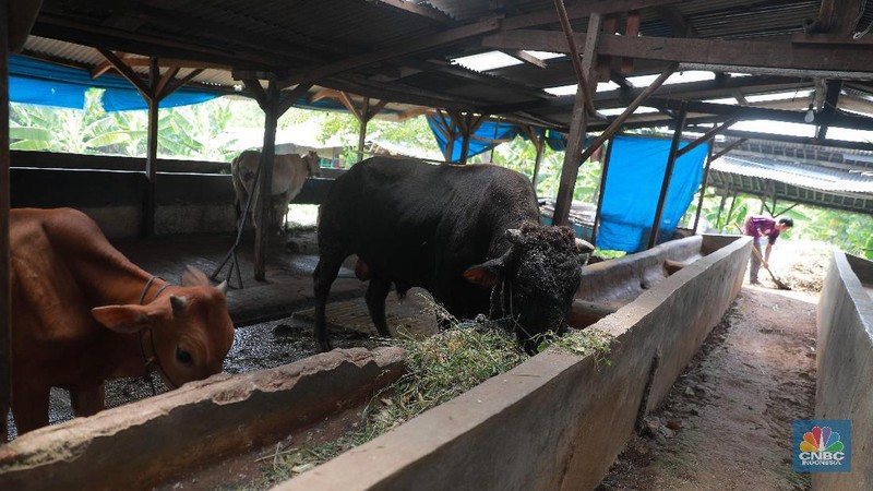 Simak proses pengolahan biogas di peternakan sapi milik Pondok Pesantren Assyafaat, Depok, Jawa Barat.