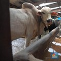 Ratusan Sapi Kena Penyakit Mulut dan Kuku, Menular ke Orang?