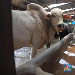 Ratusan Sapi Kena Penyakit Mulut dan Kuku, Menular ke Orang?