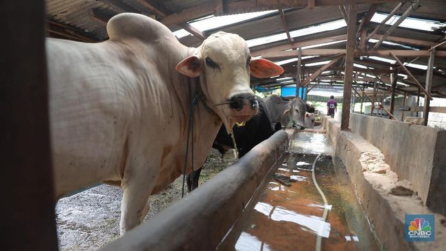 Duh! RI Impor 1/2 Juta Sapi & 185 Ribu Ton Daging di 2021
