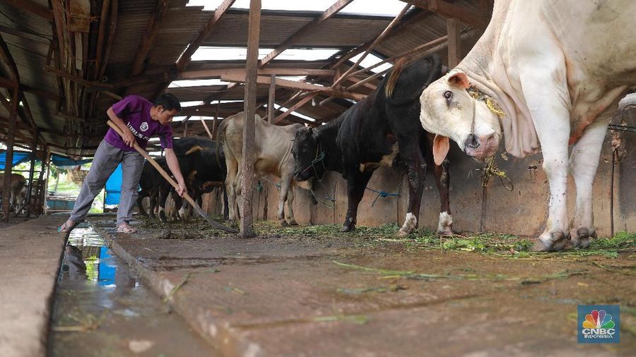 Simak proses pengolahan biogas di peternakan sapi milik Pondok Pesantren Assyafaat, Depok, Jawa Barat.