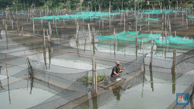Peternak ikan hias air tawar melakukan perawatan di antara keramba di kawasan Ciseeng, Kabupaten Bogor.