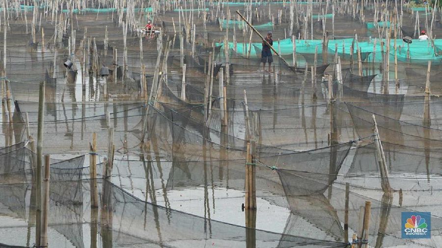 Peternak ikan hias air tawar melakukan perawatan di antara keramba di kawasan Ciseeng, Kabupaten Bogor.