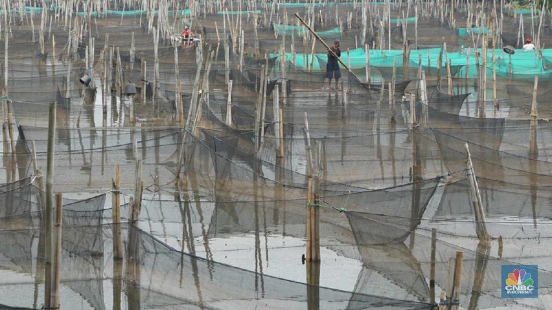 Peternak ikan hias air tawar melakukan perawatan di antara keramba di kawasan Ciseeng, Kabupaten Bogor.