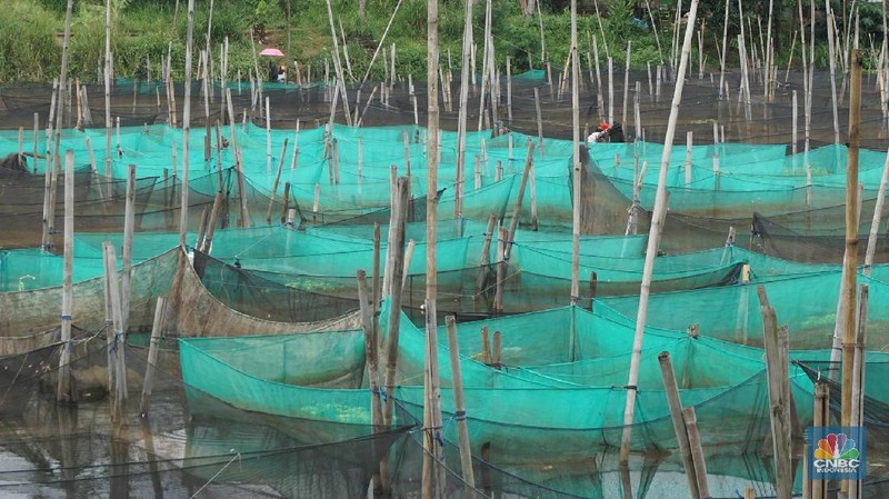 Peternak ikan hias air tawar melakukan perawatan di antara keramba di kawasan Ciseeng, Kabupaten Bogor.