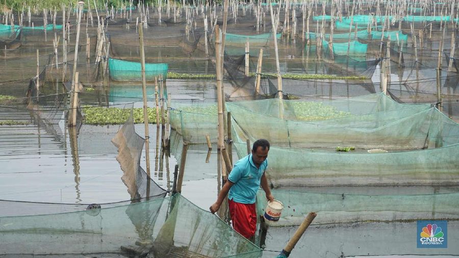 Peternak ikan hias air tawar melakukan perawatan di antara keramba di kawasan Ciseeng, Kabupaten Bogor.