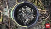 Warga bisa mengumpulkan ikan betik lebih dari 10 kilogram. Selain untuk konsumsi, ikan juga dijual sebagai bahan terasi maupun ikan kering. CNNIndonesia/Safir Makki.