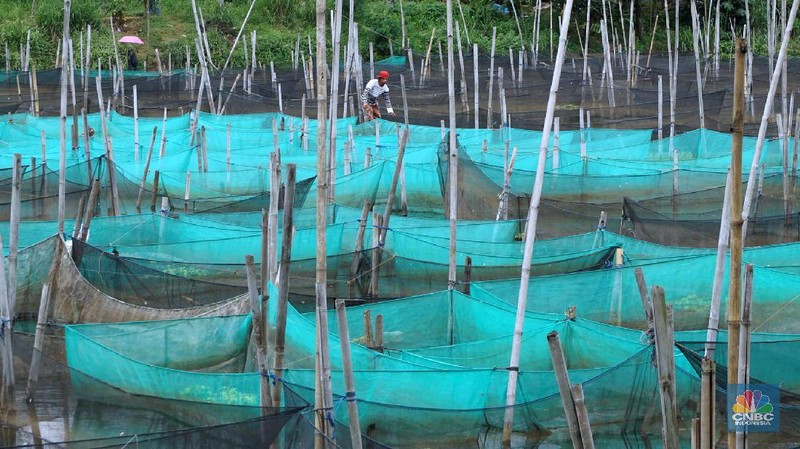 Peternak ikan hias air tawar melakukan perawatan di antara keramba di kawasan Ciseeng, Kabupaten Bogor.