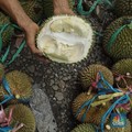 6 Makanan Ini Bisa Bahaya Jika Dikonsumsi bersama Durian