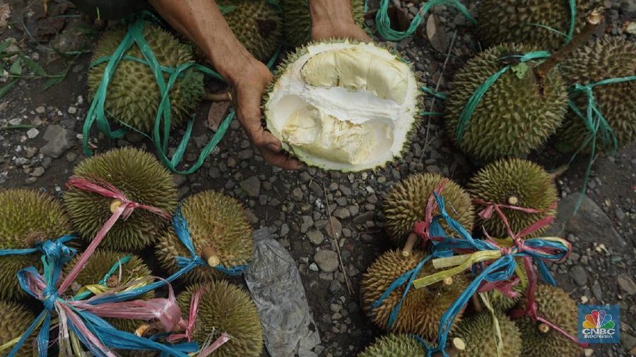 Melihat Petani Durian Borongan Khas Rumpin Bogor. (CNBC Indonesia/ Muhammad Sabki)