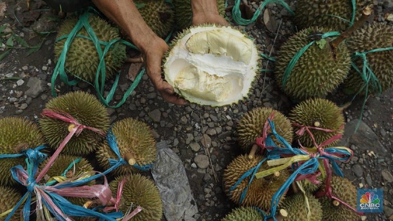 Petani durian membawa hasil panen di kebunnya di desa Rabak, Rumpin, Bogor.