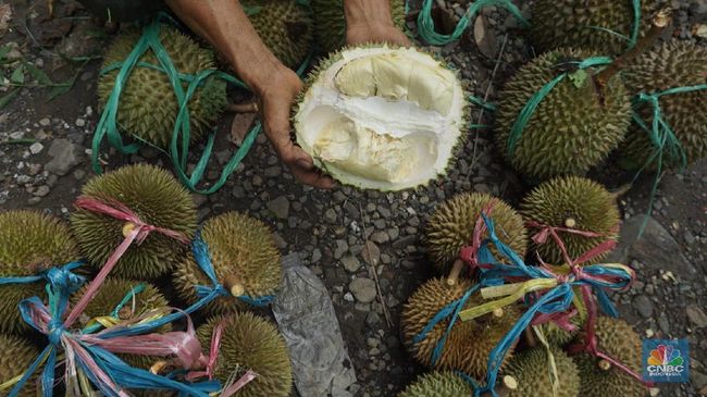 The Surging Durian Demand: A Look at China’s Frenzy and Global Impact