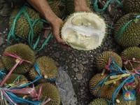Ternyata Berkhasiat Jaga Jantung-Gula Darah, Ini 6 Pantangan Durian
