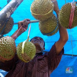 Kabar Buruk bagi Thailand-Vietnam-RI! China Diam-Diam Produksi Durian
