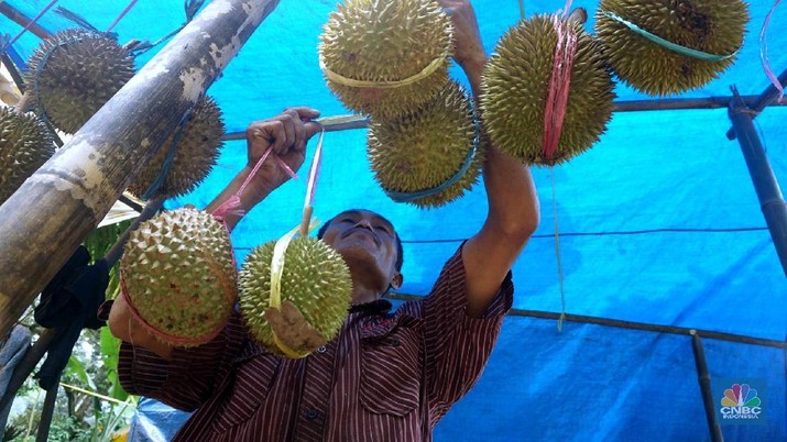 Melihat Petani Durian Borongan Khas Rumpin Bogor. (CNBC Indonesia/ Muhammad Sabki)