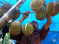 Kabar Buruk bagi Thailand-Vietnam-RI! China Diam-Diam Produksi Durian