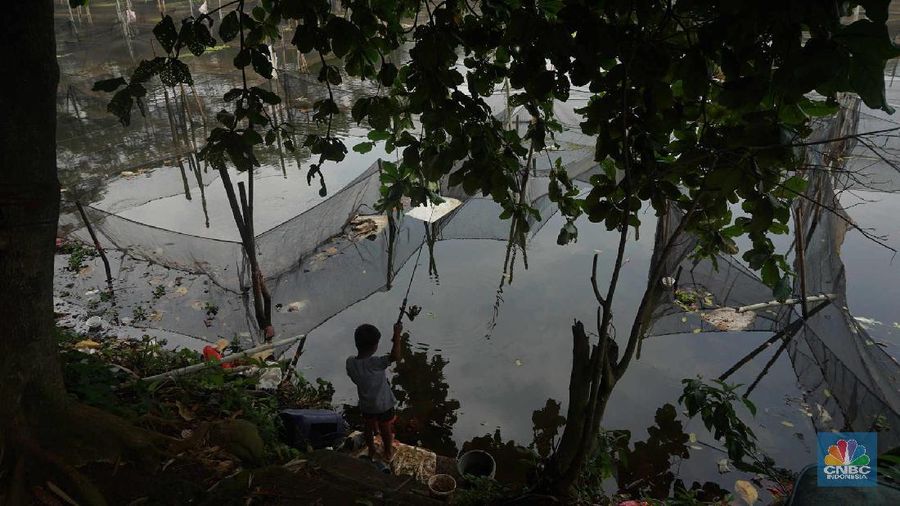 Peternak ikan hias air tawar melakukan perawatan di antara keramba di kawasan Ciseeng, Kabupaten Bogor.