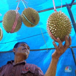 Durian Bikin Kolesterol Naik Tinggi, Mitos atau Fakta?