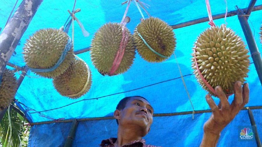 Melihat Petani Durian Borongan Khas Rumpin Bogor. (CNBC Indonesia/ Muhammad Sabki)