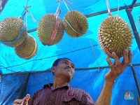 Bahaya! 6 Makanan & Minuman Ini Tak Boleh Dikonsumsi Bareng Durian