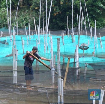 Cakep nih! Intip Desa Penghasil Ikan Hias Terbesar di Jabar