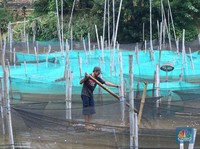 Cakep nih! Intip Desa Penghasil Ikan Hias Terbesar di Jabar