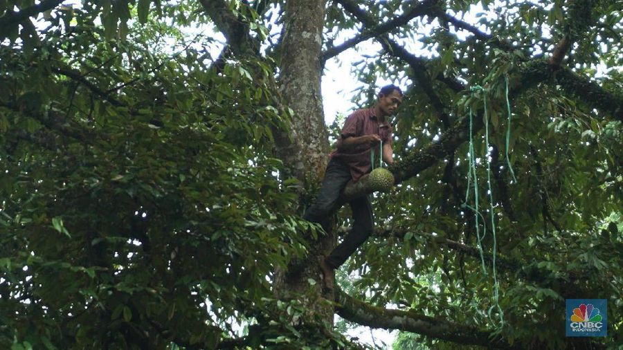 Petani durian membawa hasil panen di kebunnya di desa Rabak, Rumpin, Bogor.