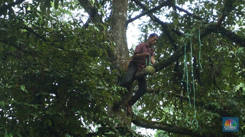 Petani durian membawa hasil panen di kebunnya di desa Rabak, Rumpin, Bogor.