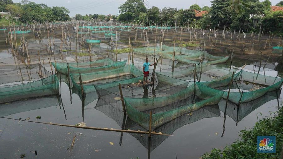 Peternak ikan hias air tawar melakukan perawatan di antara keramba di kawasan Ciseeng, Kabupaten Bogor.