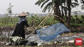 Saat air meluap di musim hujan, Kali Doser dipenuhi ikan betik. CNNIndonesia/Safir Makki.