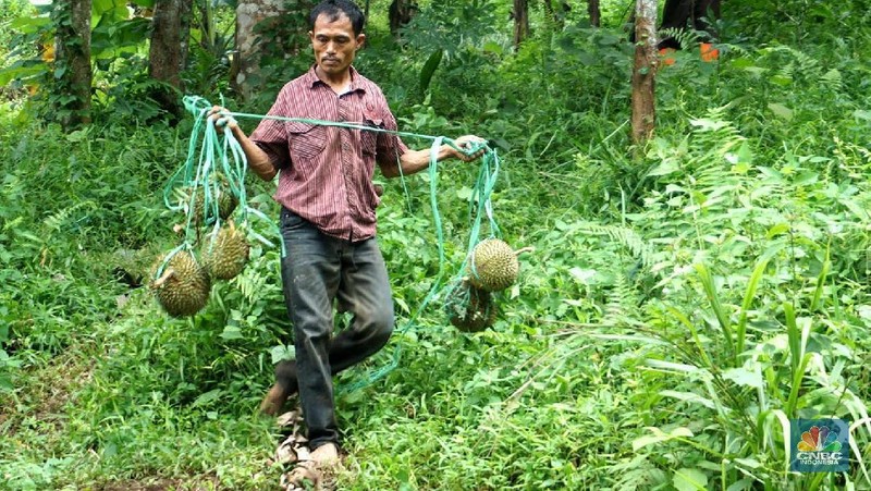 Petani durian membawa hasil panen di kebunnya di desa Rabak, Rumpin, Bogor.