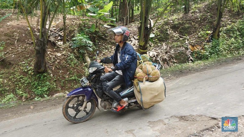 Petani durian membawa hasil panen di kebunnya di desa Rabak, Rumpin, Bogor.
