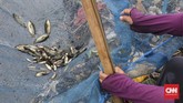 Ikan betik yang diperoleh sebagai bahan konsumsi dijual kembali ke pasar, Desa Wates, Kecamatan Tambun, Kabupaten Bekasi, Jawa Barat, Selasa (21/1). CNNIndonesia/Safir Makki.
